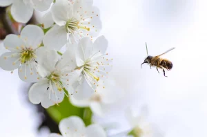 Busy bee flies towards flower